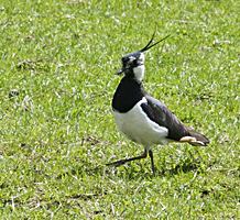 photo of Northern Lapwing (Vanellus vanellus)