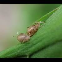 picture Foxglove Aphid