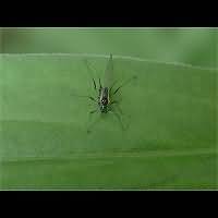 picture Foxglove Aphid