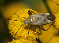 foto van  the Alfalfa Plant Bug, Adelphocoris lineolatus