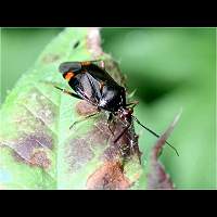 photograph Deraeocoris ruber