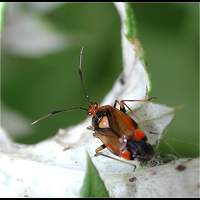 photograph Deraeocoris ruber