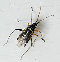 foto Harpocera thoracica man