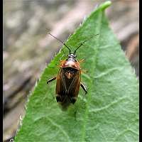 photograph Harpocera thoracica female