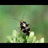 picture Liocoris tripustulatus