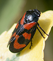 picture Red and Black Leaf Hopper