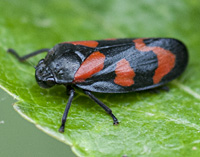 picture Red and Black Leaf Hopper