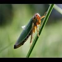 foto Cicadella viridis