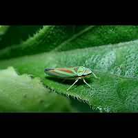 picture Graphocephala fennahi