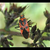 Photograph of Corizus hyoscyami