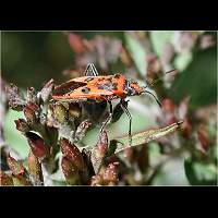 picture Corizus hyoscyami