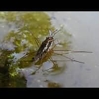 picture Water Strider