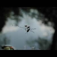 picture Water Strider