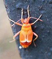 Picture of young Firebug