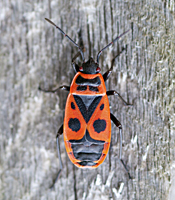 Photo of Firebug