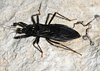 Photograph of Mask Hunter (Reduvius personatus)