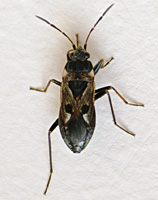 foto van Rhyparochromus vulgaris