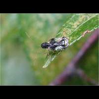 picture Andromeda Lace Bug