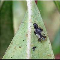 picture Andromeda Lace Bug