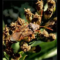 foto Stictopleurus abutilon