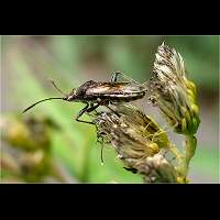 picture Stictopleurus punctatonervosus