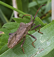 fotof van Zuringwants / Coreus marginatus