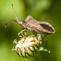 fotof van Zuringwants / Coreus marginatus