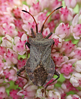 foto Coreus marginatus