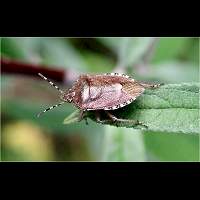 Photograph Sloe Bug