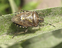 foto van Dolycoris baccarum