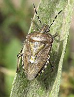 foto van Dolycoris baccarum