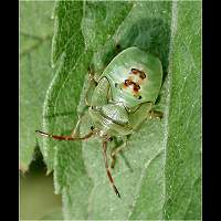 picture Birch Shield Bug larva