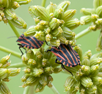 picture of Graphosoma lineatum