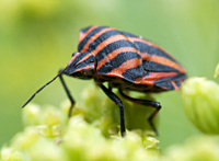 photo of Striped Shield Bug