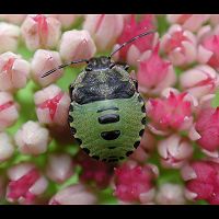 foto Palomena prasina