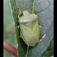 Photograph of a Shieldbug