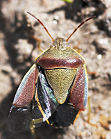 picture Gorse Shieldbug