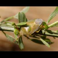 Photograph of Piezodorus lituratus