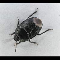 picture Sehirus luctuosus