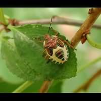 foto Troilus luridus larva