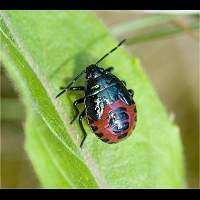 Photograph Blue Bug