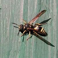 picture Ancistrocerus parietum