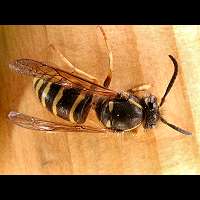 picture Dolichovespula adulterina