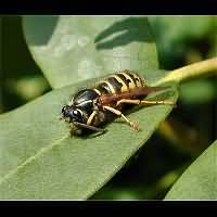 photograph Dolichovespula saxonica