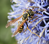European Paper Wasp or Dominulus Paper Wasp (Polistes dominula)