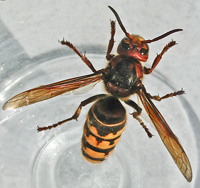 foto van Vespa crabro