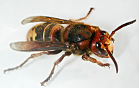 foto Vespa crabro