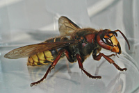 picture Vespa crabro