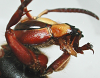 foto van Vespa crabro