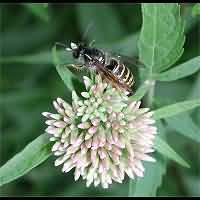 photograph Vespula vulgaris